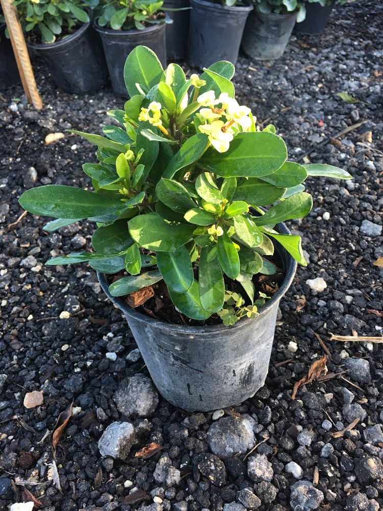 euphorbia-milii-somona-crown-of-thorns