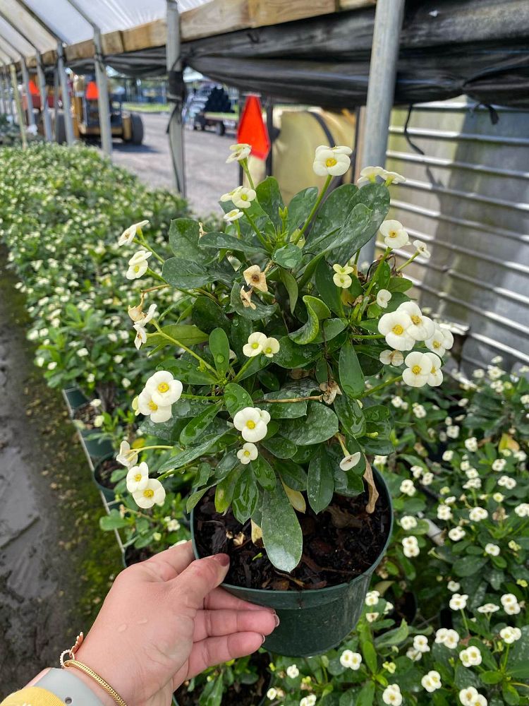 euphorbia-milii-somona-crown-of-thorns