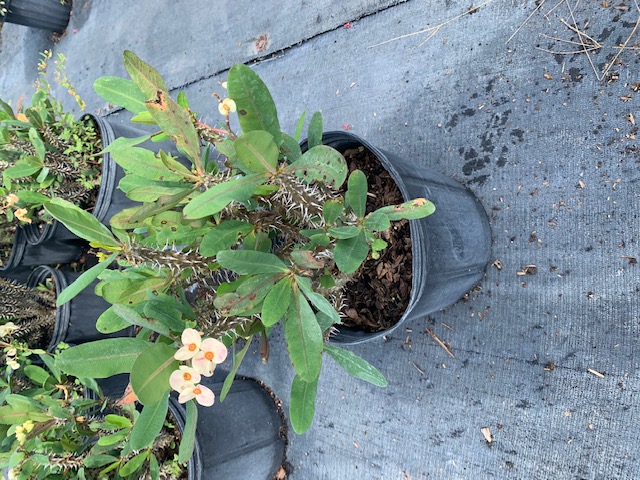 euphorbia-milii-somona-crown-of-thorns