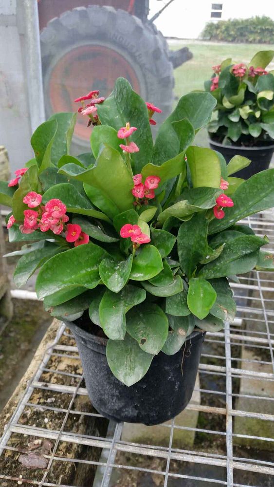 euphorbia-milii-somona-karola-red-crown-of-thorns