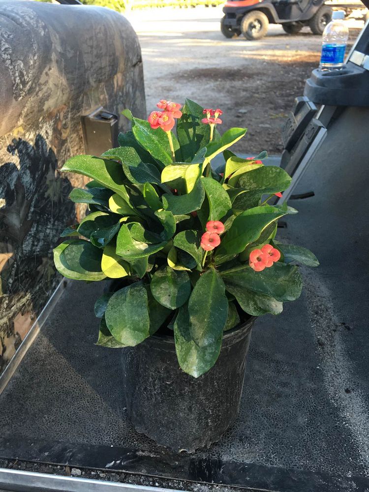 euphorbia-milii-somona-karola-red-crown-of-thorns