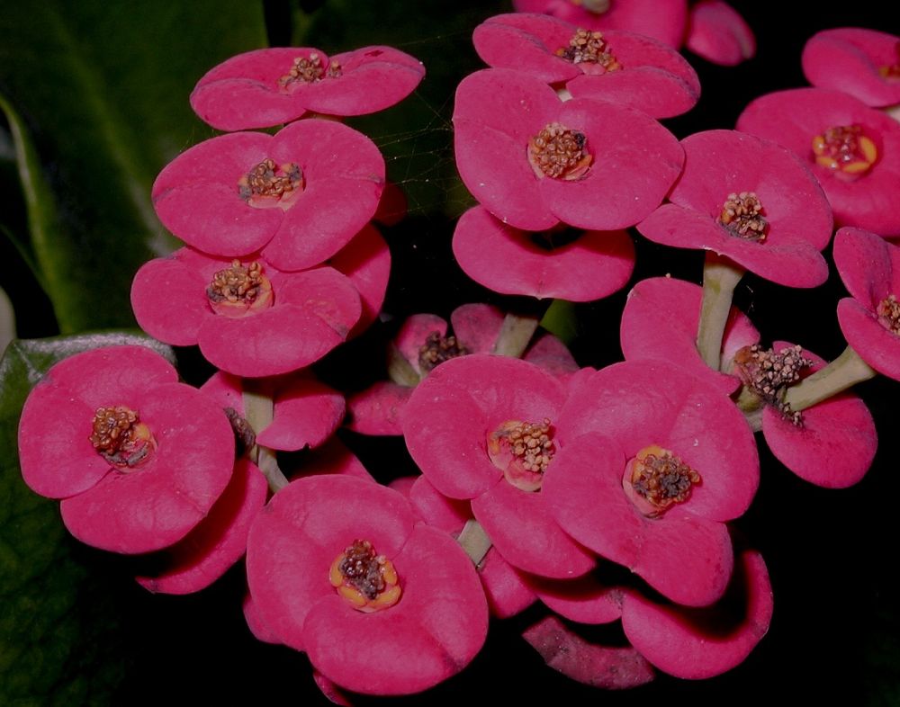 euphorbia-milii-somona-karola-red-crown-of-thorns