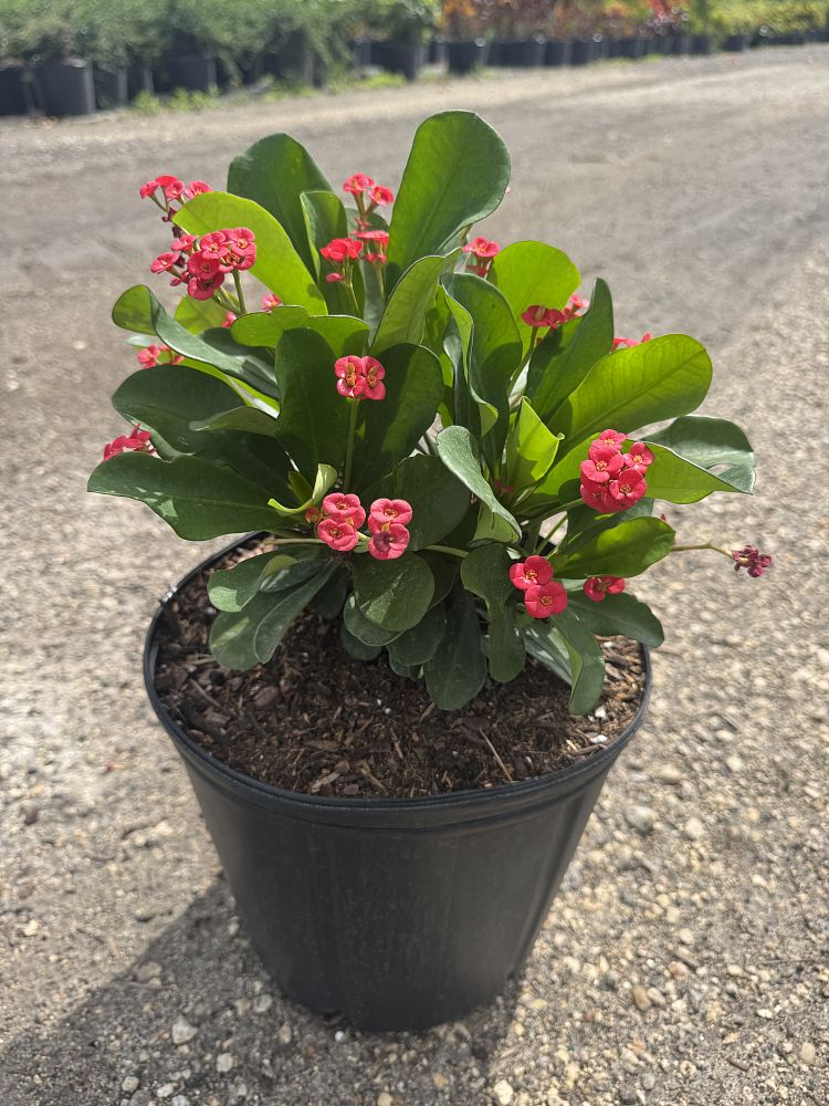 euphorbia-milii-somona-karola-red-crown-of-thorns
