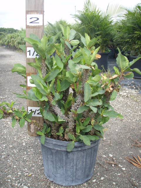 euphorbia-milii-thai-hybrids-crown-of-thorns
