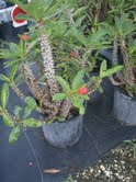 euphorbia-milii-thai-hybrids-crown-of-thorns