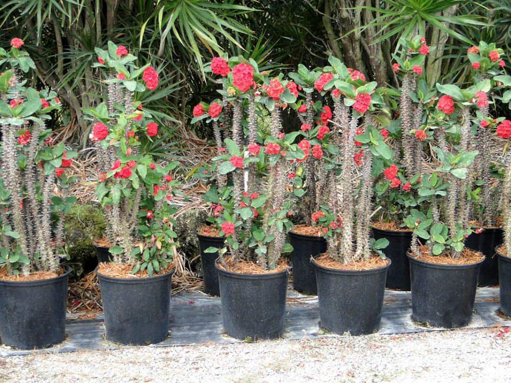 euphorbia-milii-thai-hybrids-crown-of-thorns