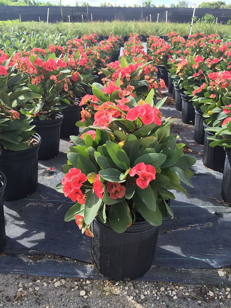 euphorbia-milii-thai-hybrids-crown-of-thorns