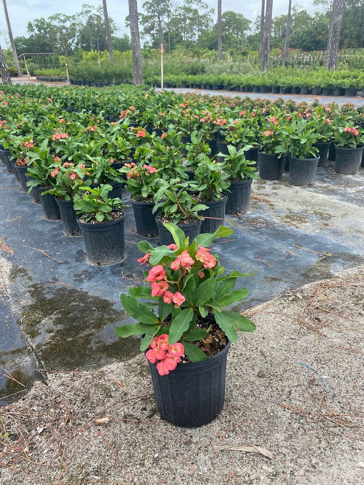 euphorbia-milii-thai-hybrids-crown-of-thorns