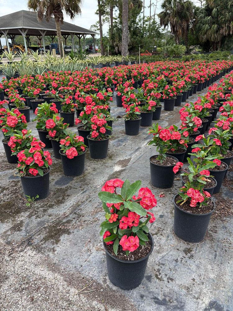 euphorbia-milii-thai-hybrids-crown-of-thorns