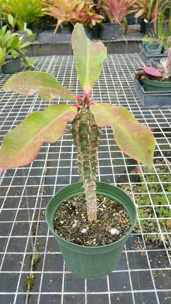 euphorbia-millotii