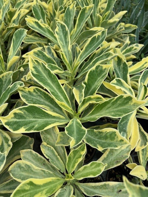 euphorbia-neriifolia-variegata