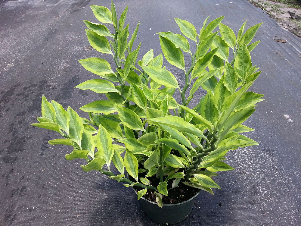 euphorbia-pedilanthus-lemon-lime