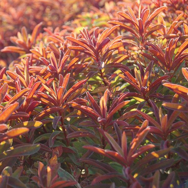 euphorbia-polychroma-bonfire-cushion-spurge