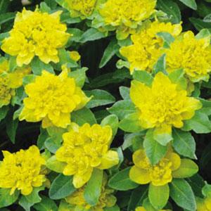 euphorbia-polychroma-cushion-spurge