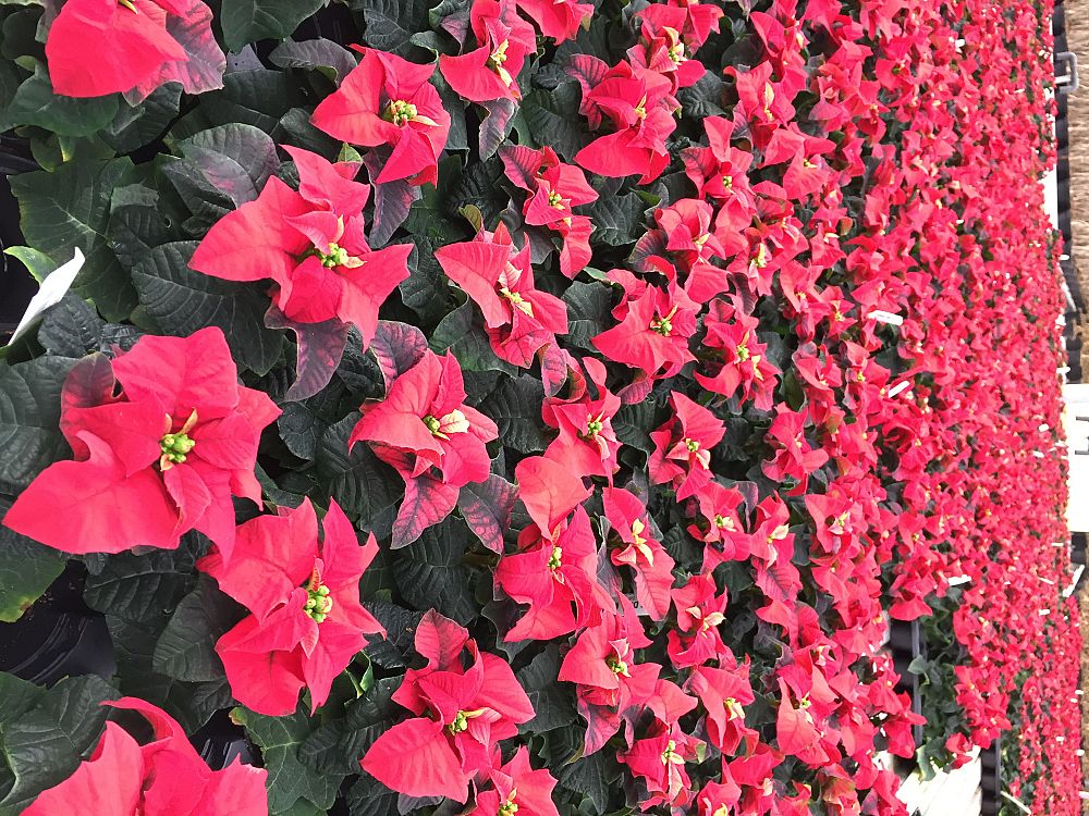 euphorbia-pulcherrima-poinsettia