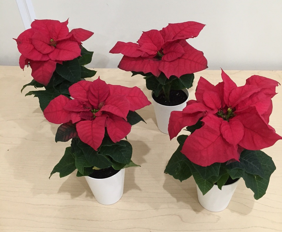 euphorbia-pulcherrima-poinsettia