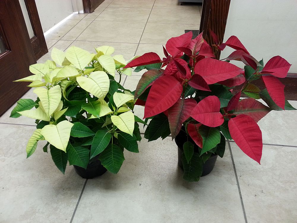 euphorbia-pulcherrima-poinsettia
