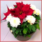 euphorbia-pulcherrima-poinsettia