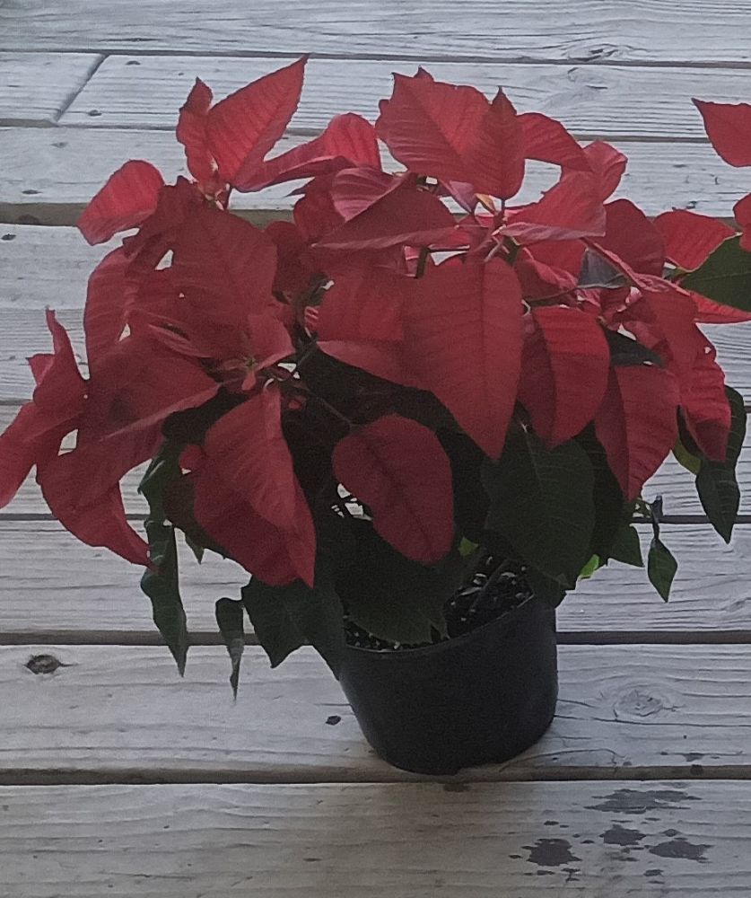 euphorbia-pulcherrima-poinsettia