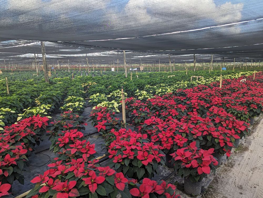 euphorbia-pulcherrima-poinsettia