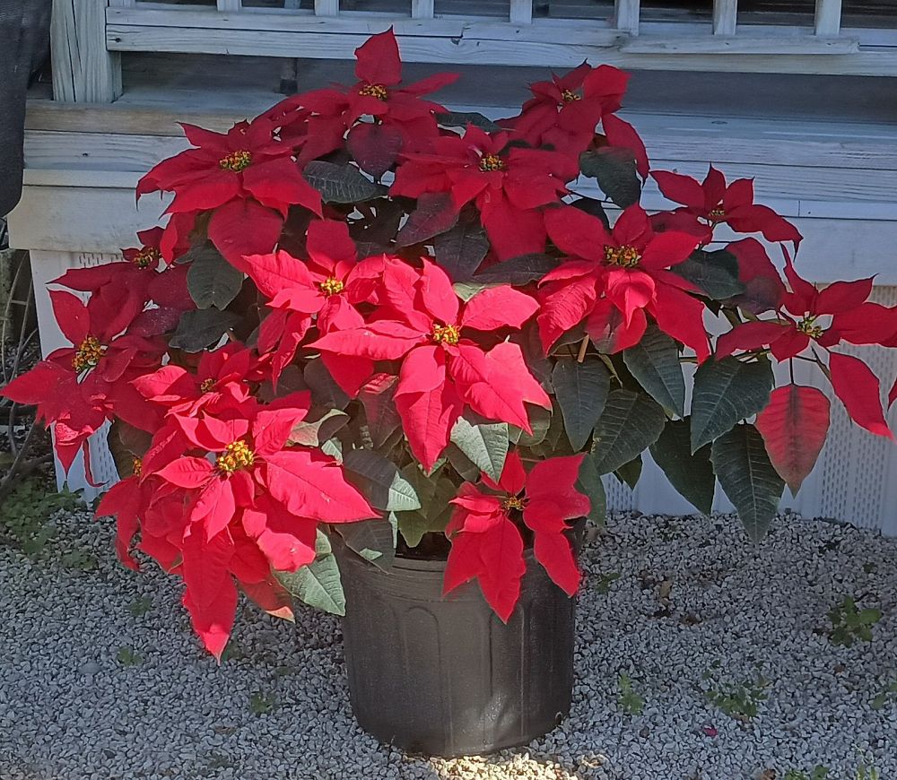 euphorbia-pulcherrima-poinsettia