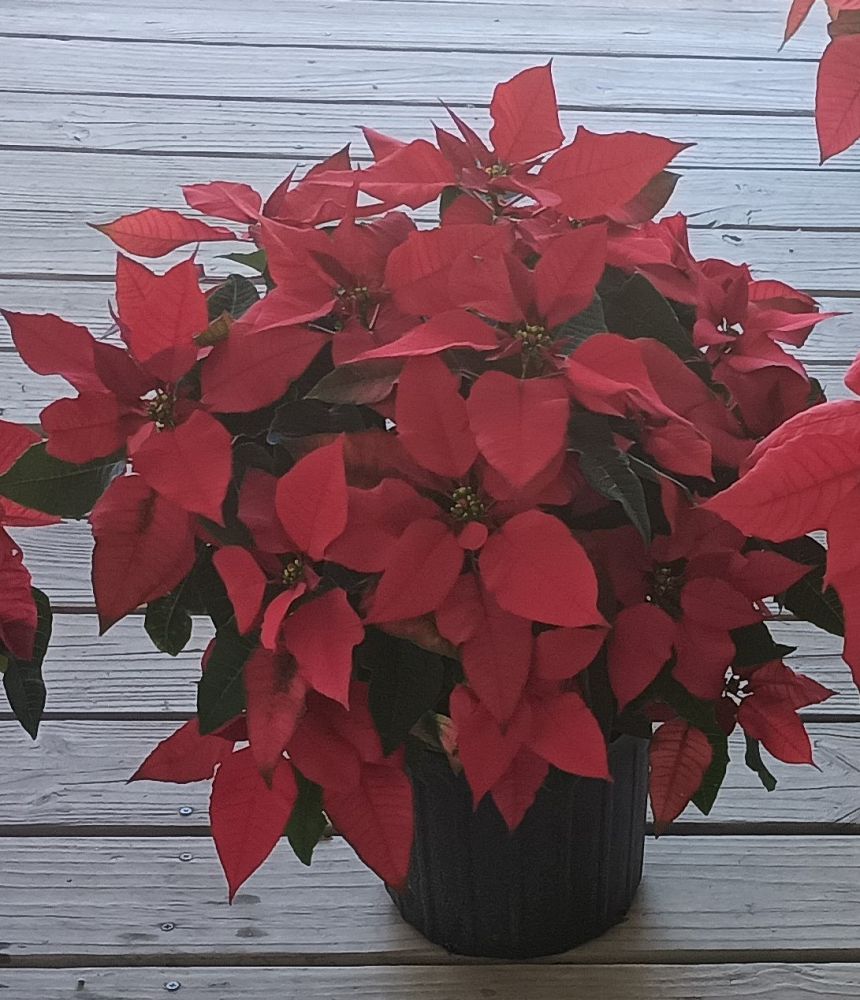 euphorbia-pulcherrima-poinsettia