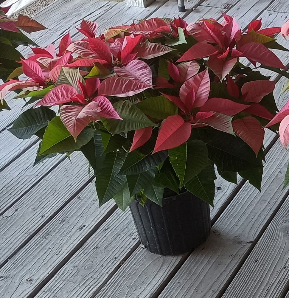 euphorbia-pulcherrima-poinsettia