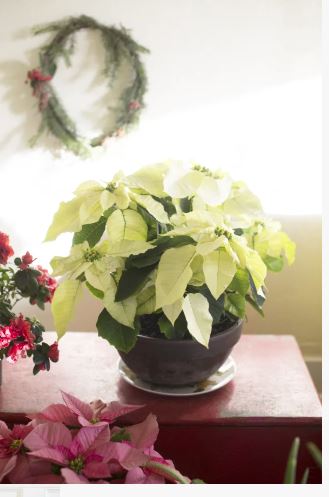 euphorbia-pulcherrima-poinsettia