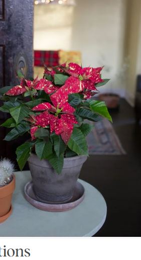 euphorbia-pulcherrima-poinsettia