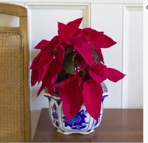 euphorbia-pulcherrima-poinsettia