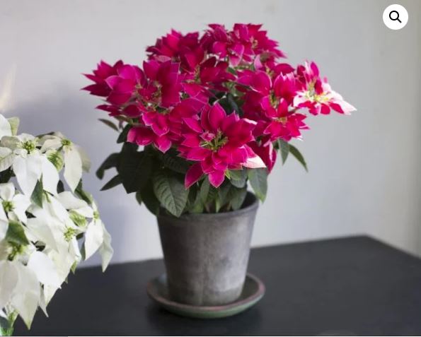 euphorbia-pulcherrima-poinsettia