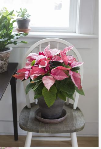 euphorbia-pulcherrima-poinsettia