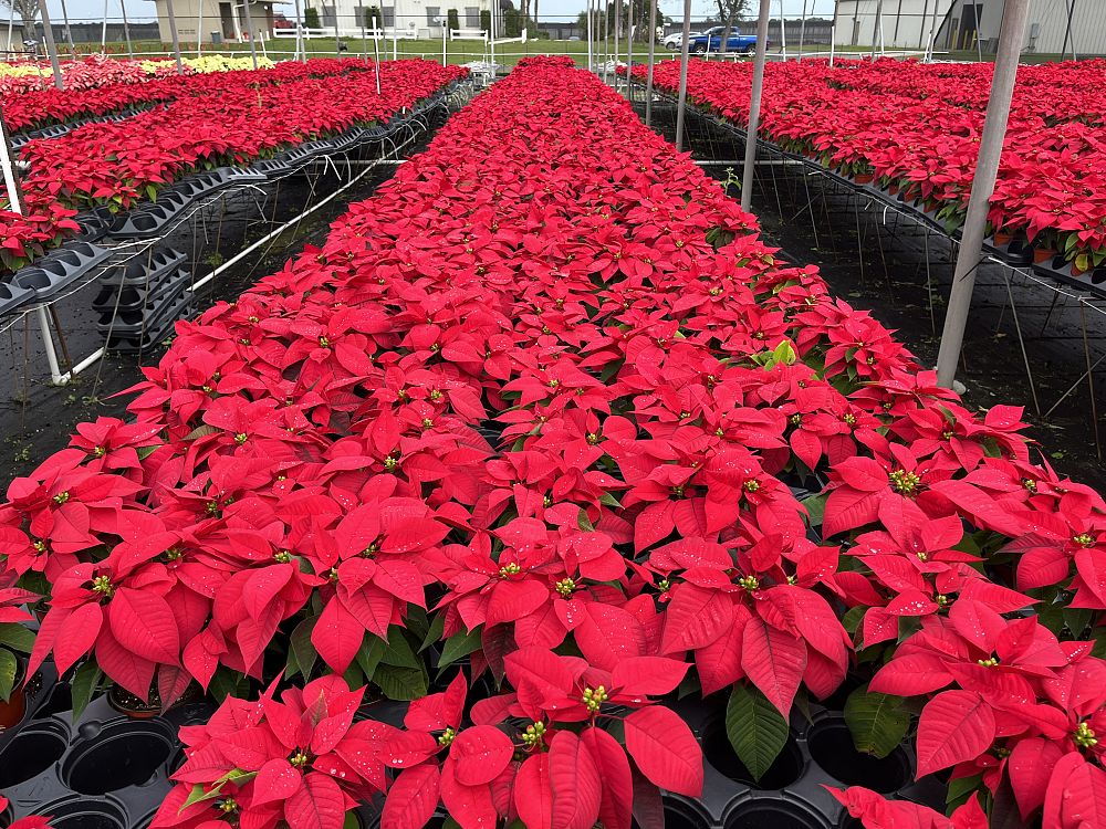 euphorbia-pulcherrima-poinsettia