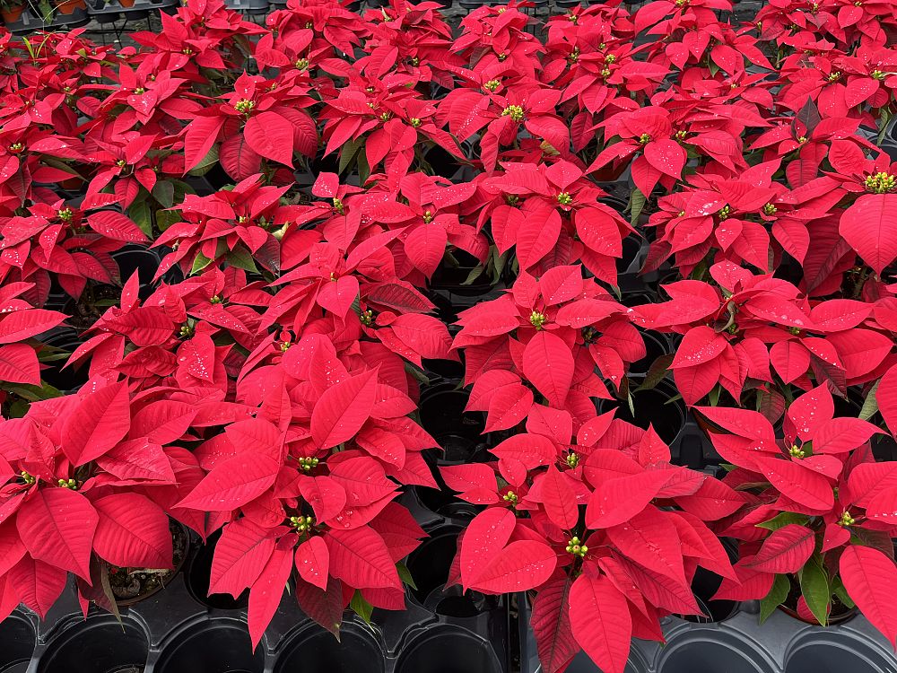 euphorbia-pulcherrima-poinsettia