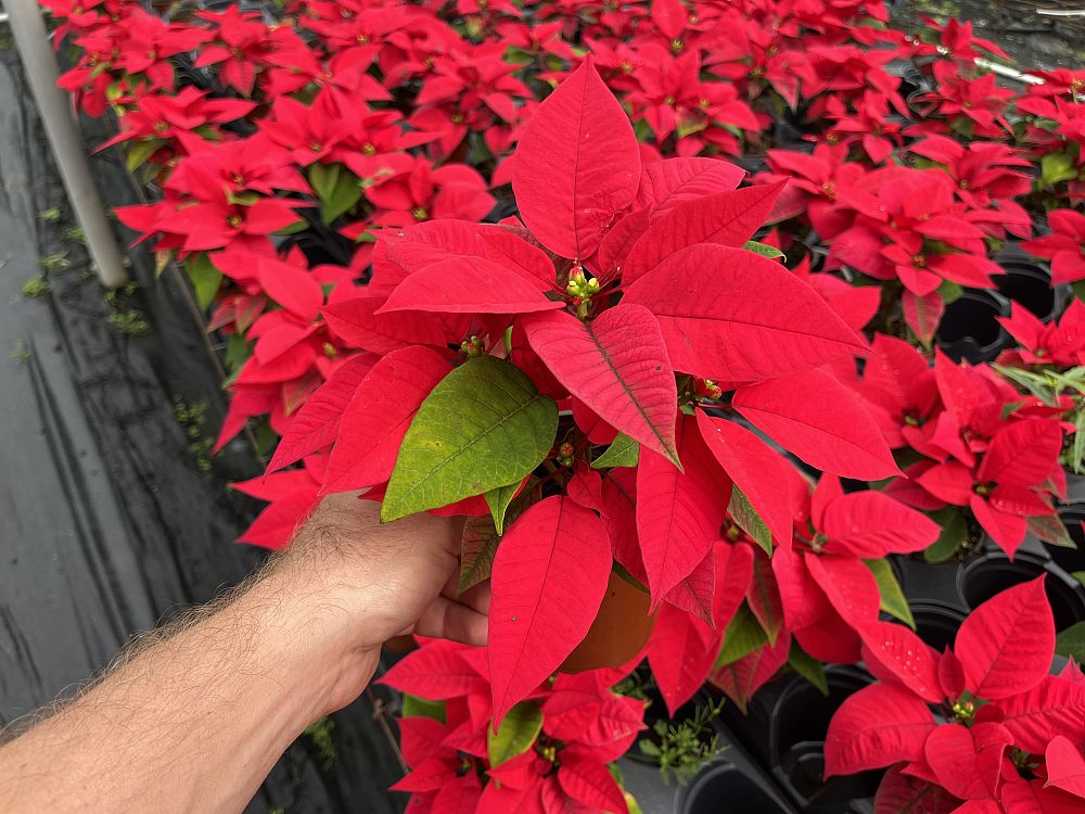 euphorbia-pulcherrima-poinsettia
