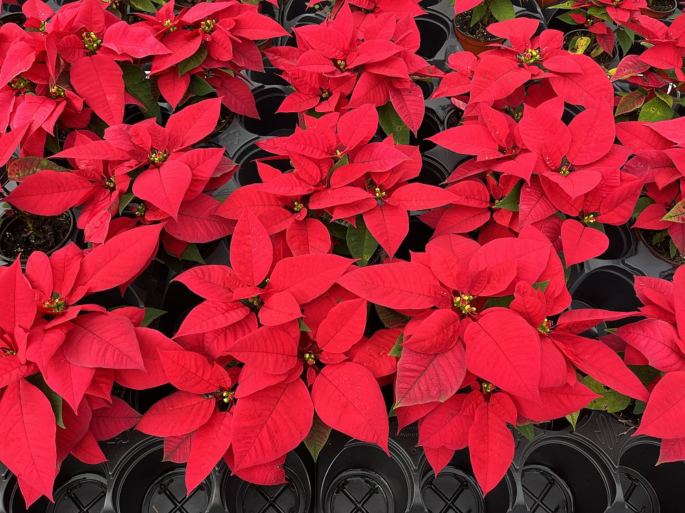 euphorbia-pulcherrima-poinsettia