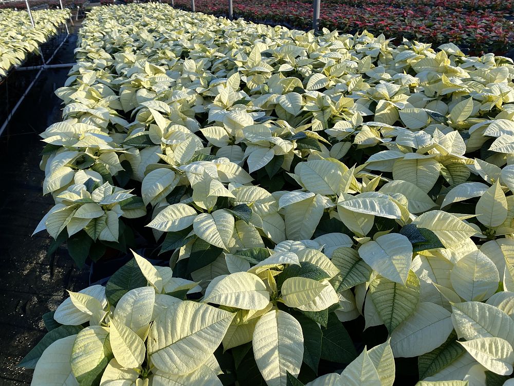 euphorbia-pulcherrima-poinsettia