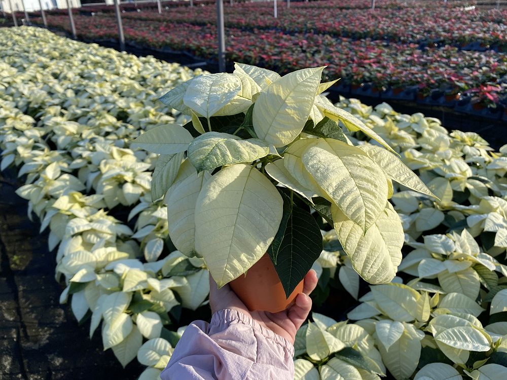 euphorbia-pulcherrima-poinsettia