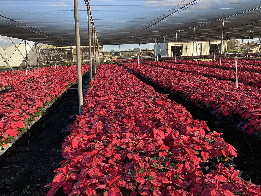 euphorbia-pulcherrima-poinsettia
