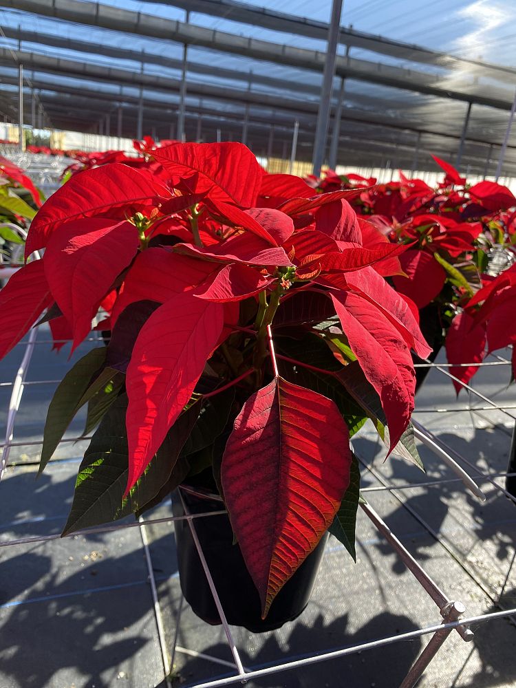 euphorbia-pulcherrima-poinsettia