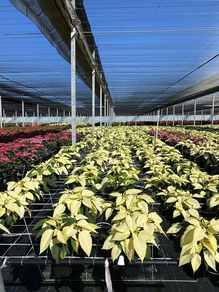 euphorbia-pulcherrima-poinsettia