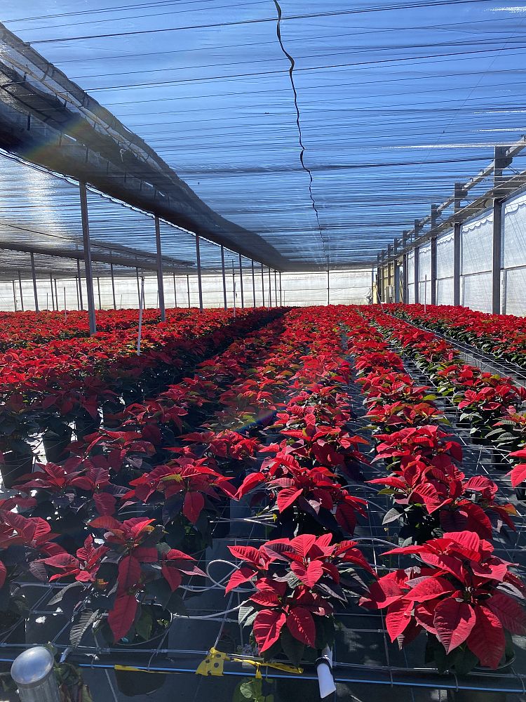 euphorbia-pulcherrima-poinsettia