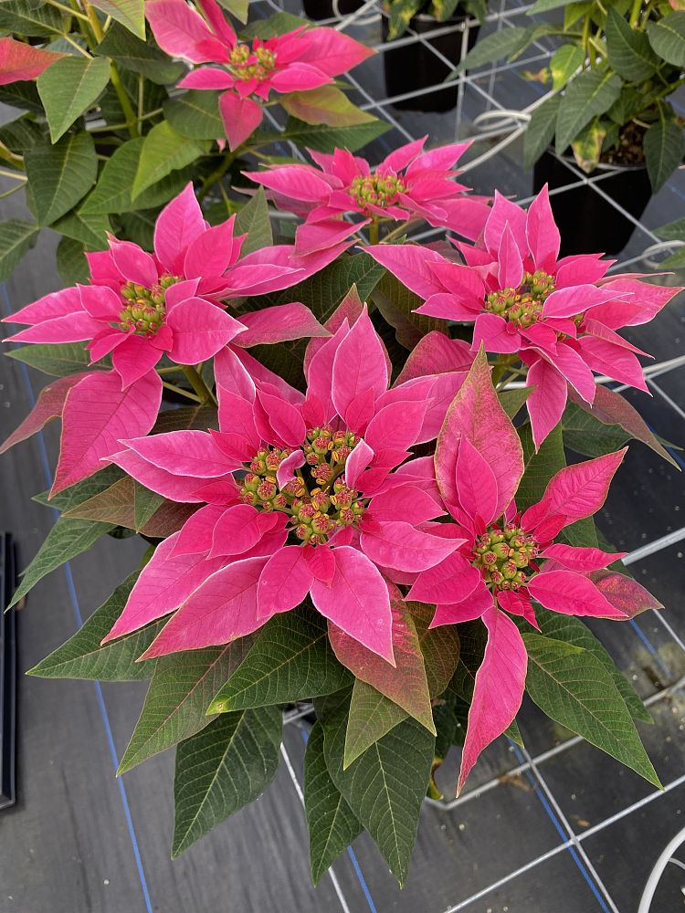 euphorbia-pulcherrima-poinsettia