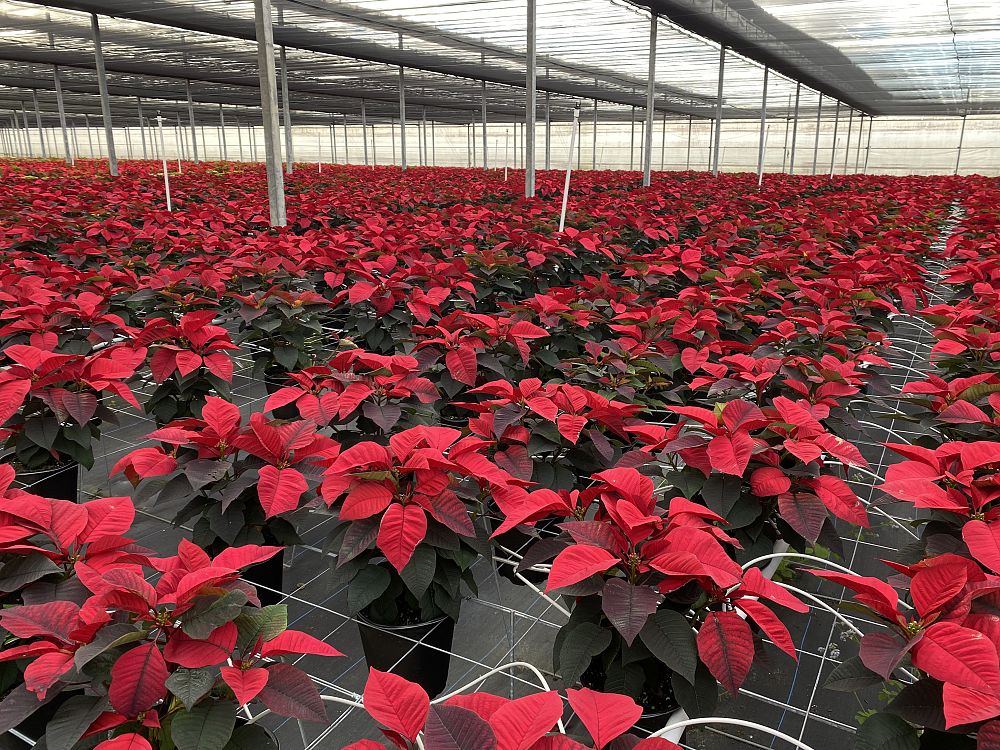 euphorbia-pulcherrima-poinsettia