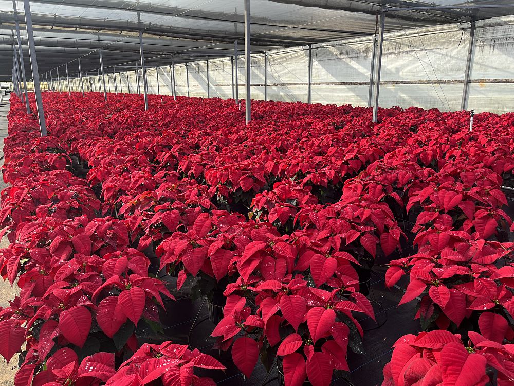 euphorbia-pulcherrima-poinsettia