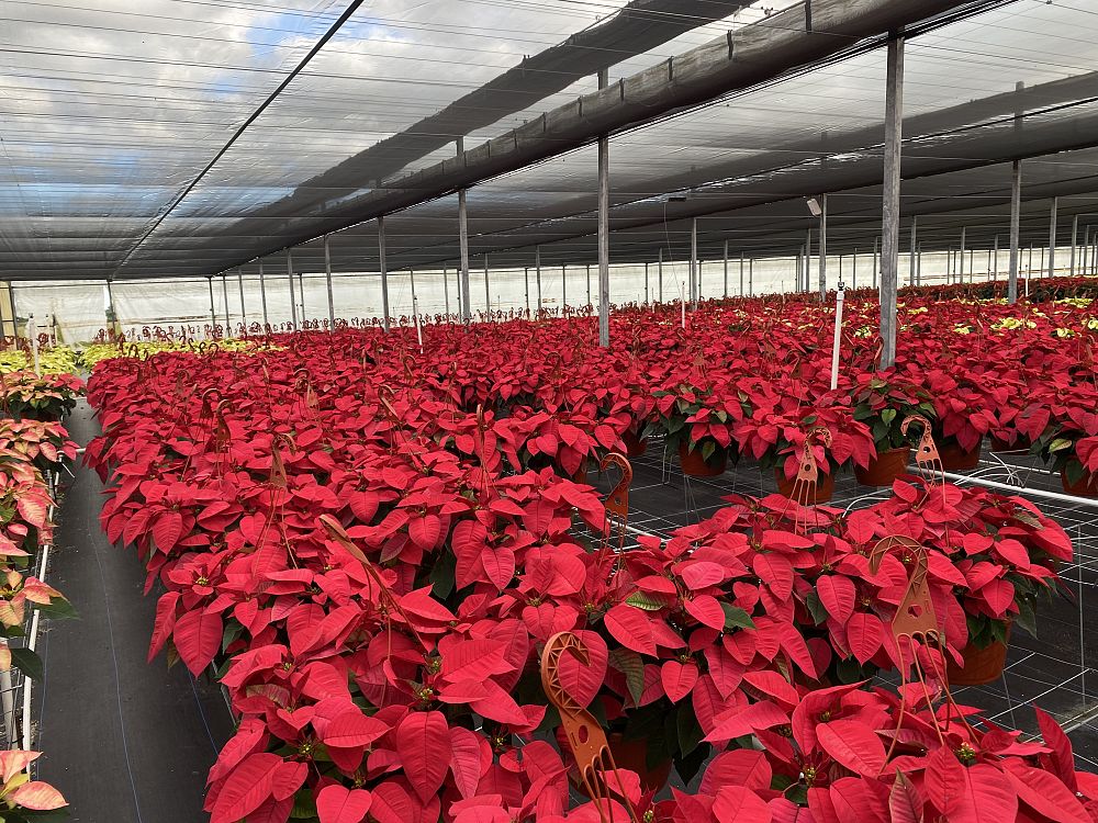 euphorbia-pulcherrima-poinsettia