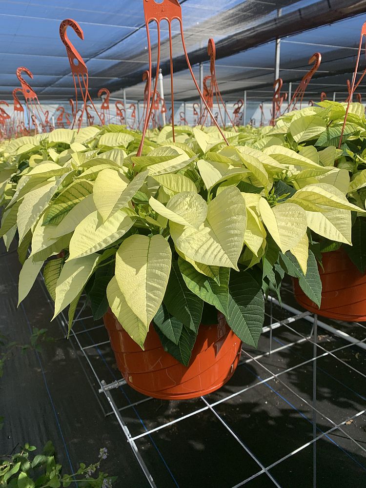 euphorbia-pulcherrima-poinsettia