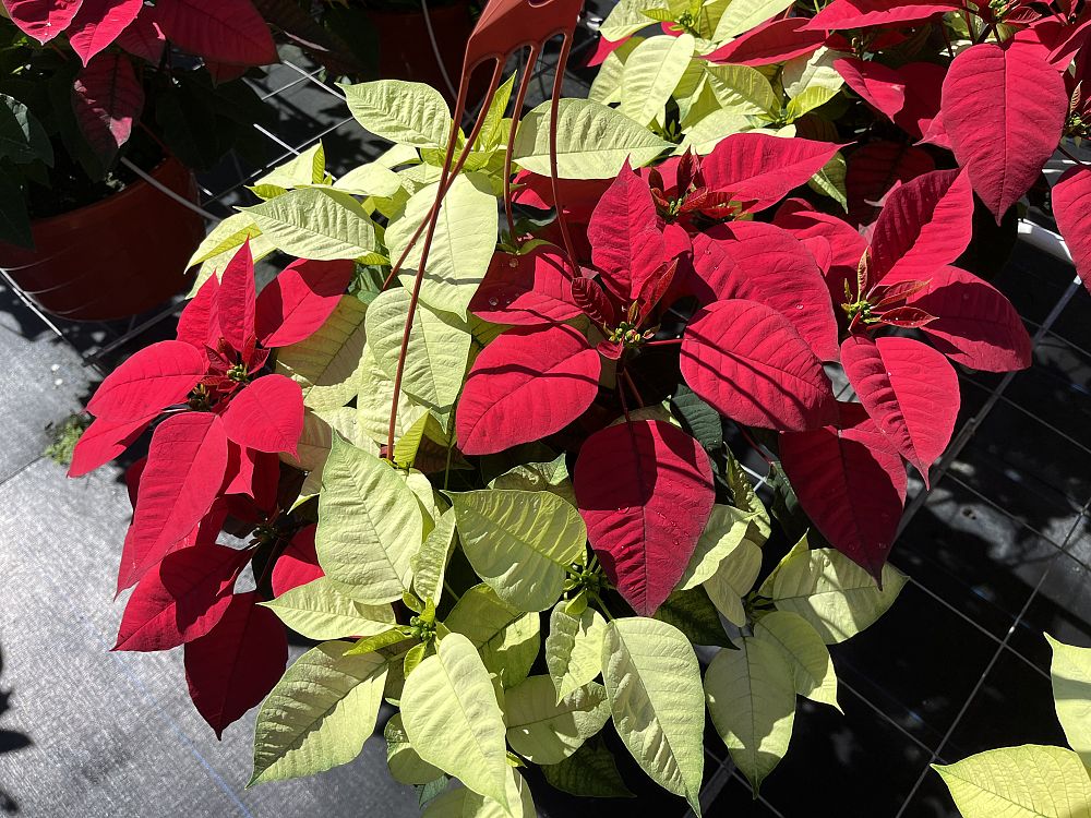 euphorbia-pulcherrima-poinsettia
