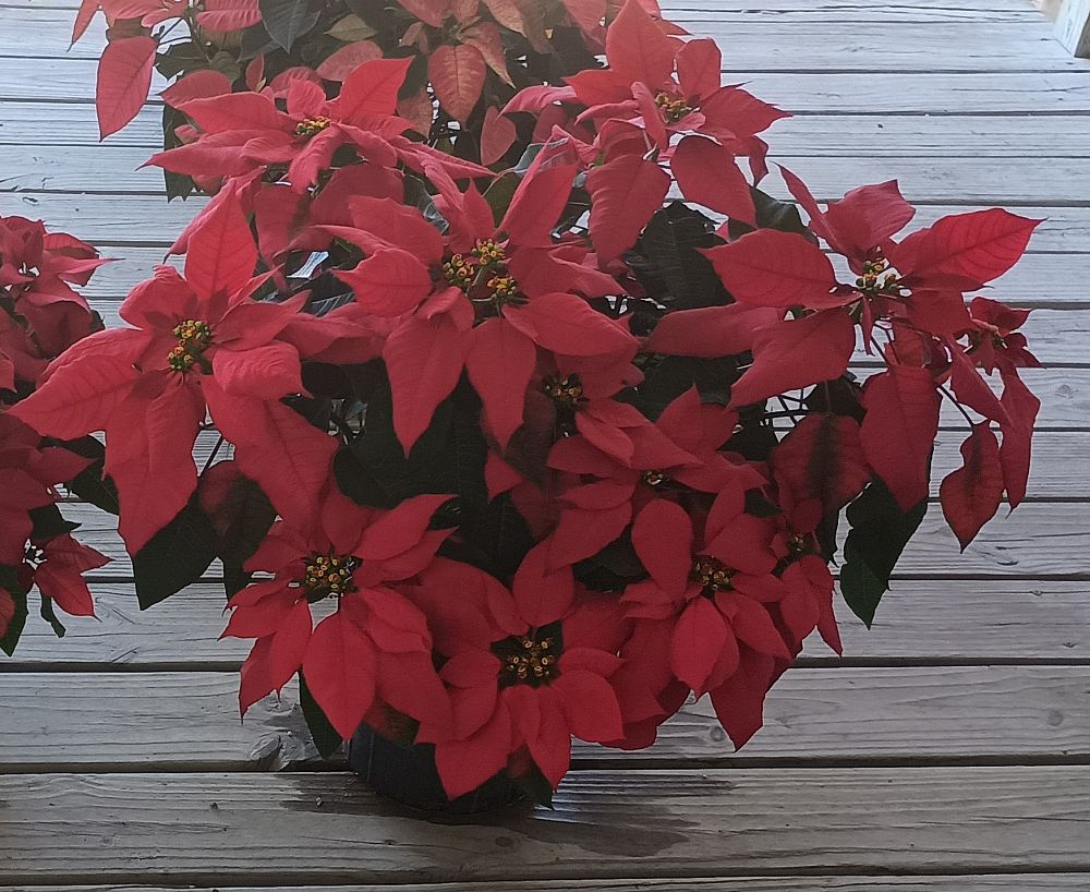 euphorbia-pulcherrima-poinsettia