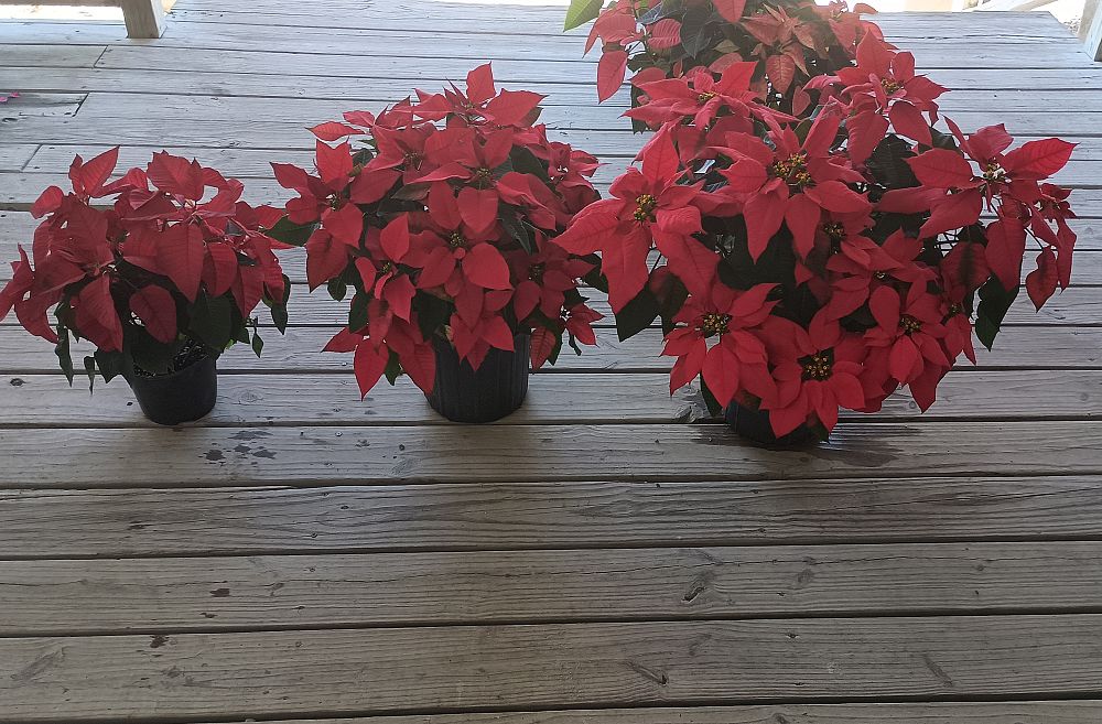 euphorbia-pulcherrima-poinsettia